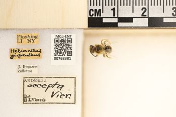 Media type: image; Entomology 768381   Aspect: Labels